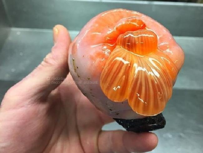 1638150417 463 14 Criaturas da natureza que com certeza vieram de outro