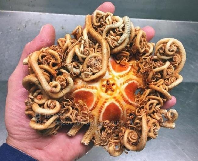 1638150420 391 14 Criaturas da natureza que com certeza vieram de outro