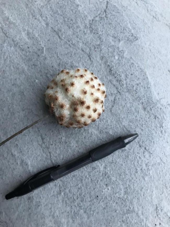 1638150423 158 14 Criaturas da natureza que com certeza vieram de outro