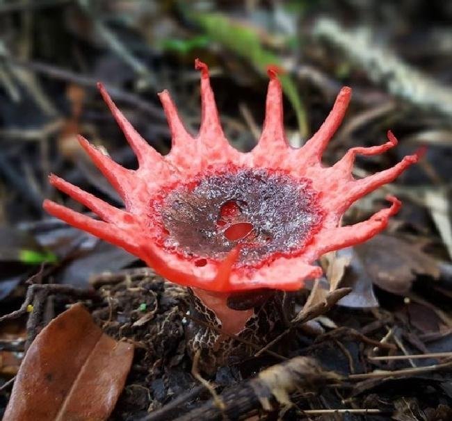 1638150424 420 14 Criaturas da natureza que com certeza vieram de outro