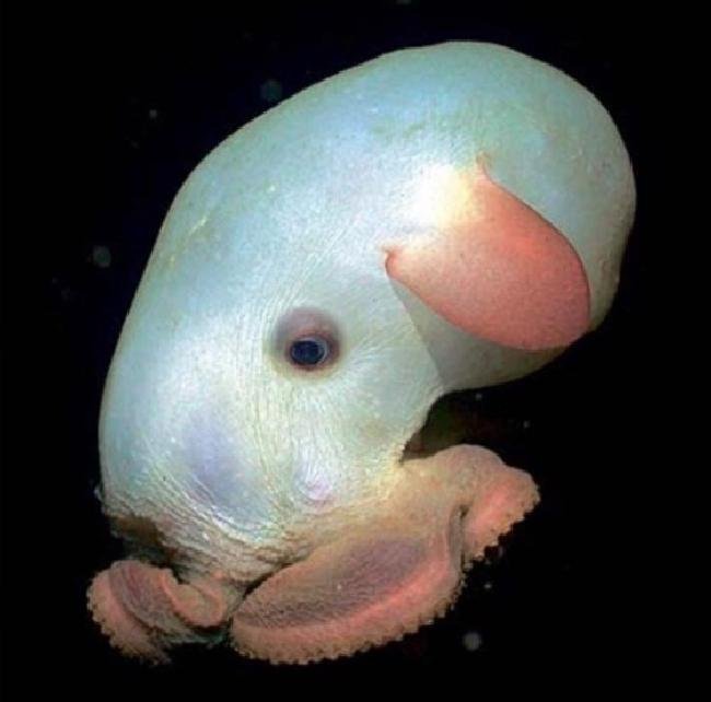 1638150426 282 14 Criaturas da natureza que com certeza vieram de outro