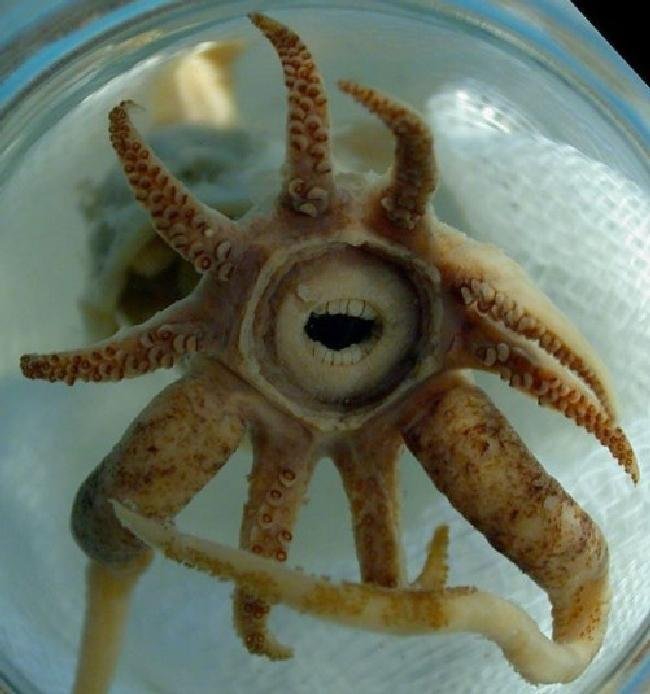 1638150428 205 14 Criaturas da natureza que com certeza vieram de outro
