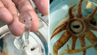 14 Criaturas da natureza que com certeza vieram de outro planeta