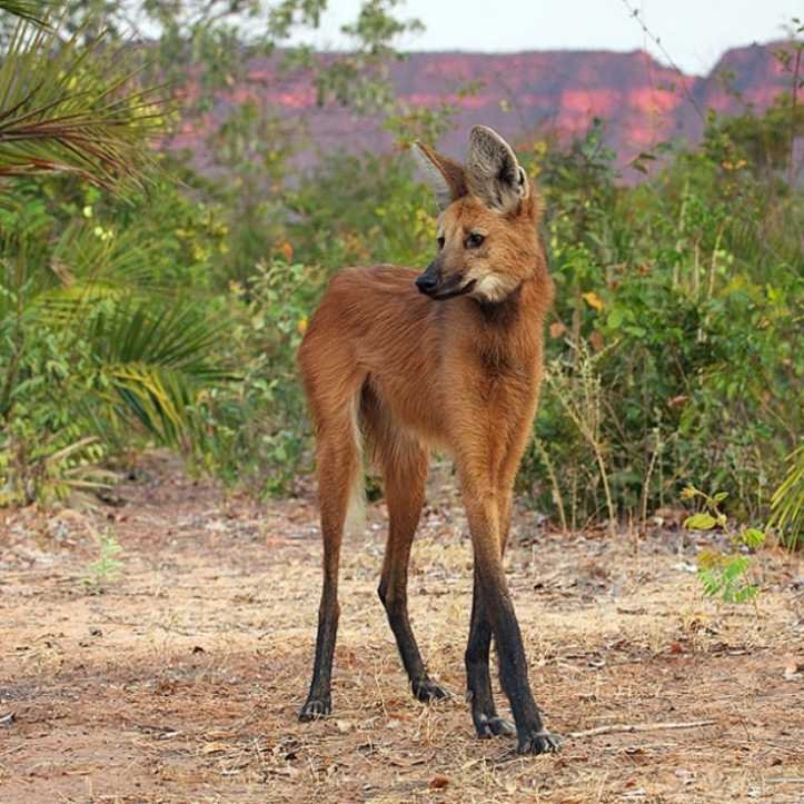 1627324821 922 18 animais que parecem ter saido dos filmes de fantasia