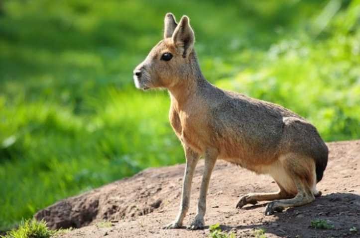 1627324823 294 18 animais que parecem ter saido dos filmes de fantasia