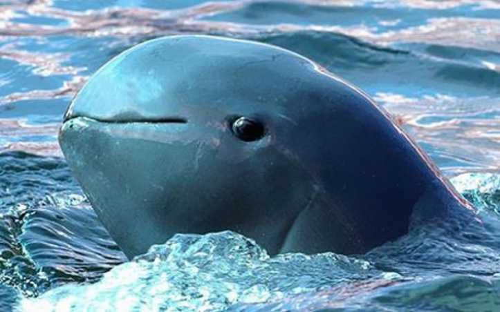 1627324824 796 18 animais que parecem ter saido dos filmes de fantasia