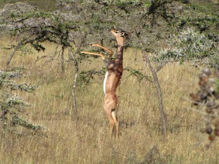 1627324824 919 18 animais que parecem ter saido dos filmes de fantasia