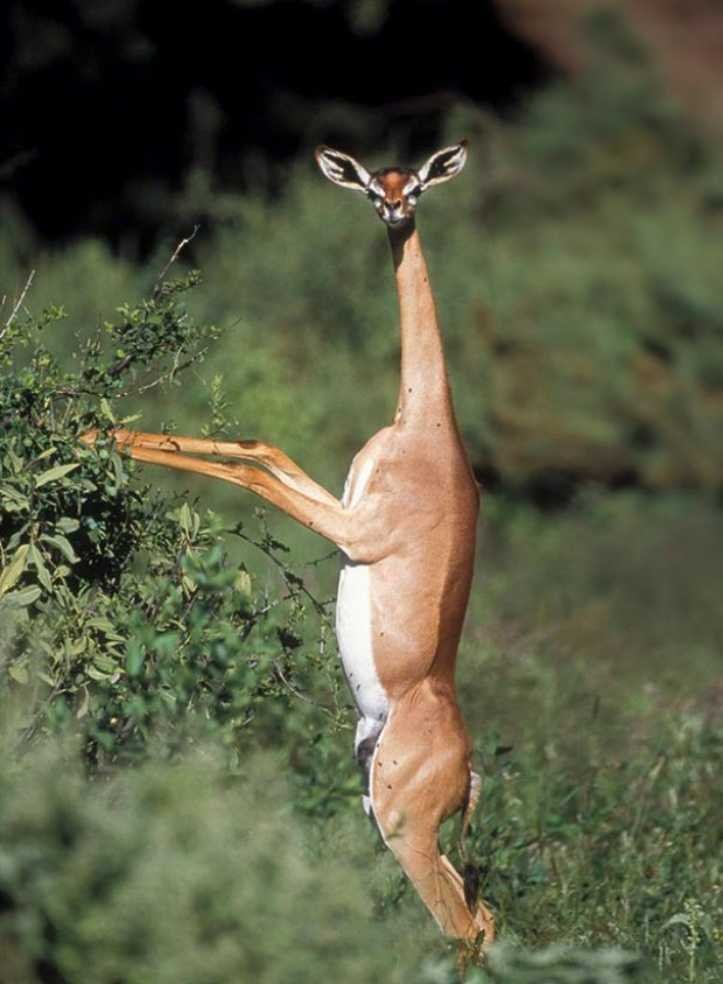 1627324825 235 18 animais que parecem ter saido dos filmes de fantasia