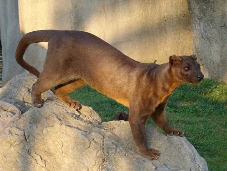 1627324827 328 18 animais que parecem ter saido dos filmes de fantasia