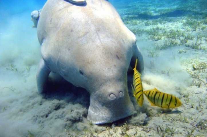 1627324826 323 18 animais que parecem ter saido dos filmes de fantasia