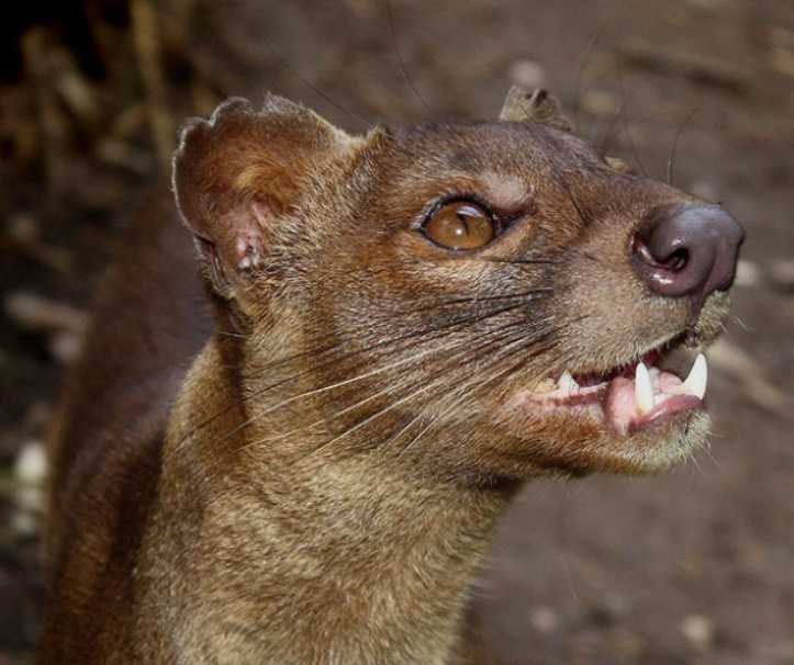 1627324827 491 18 animais que parecem ter saido dos filmes de fantasia