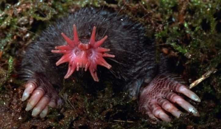 1627324829 251 18 animais que parecem ter saido dos filmes de fantasia