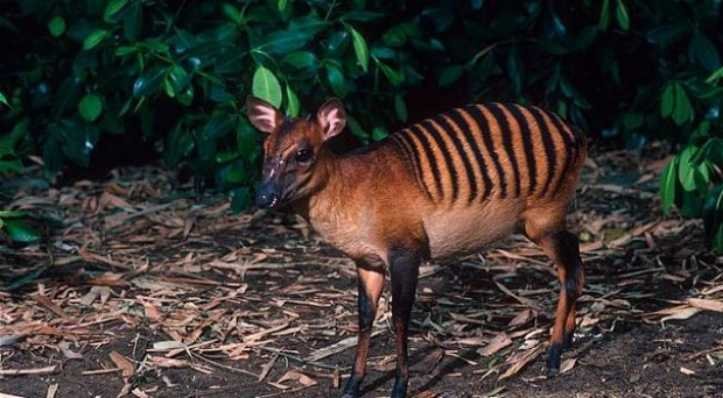 1627324830 301 18 animais que parecem ter saido dos filmes de fantasia