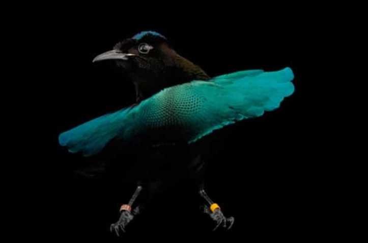 1627324833 492 18 animais que parecem ter saido dos filmes de fantasia