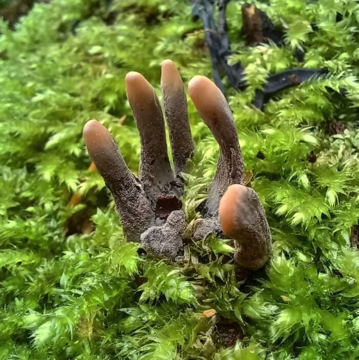 1651787819 463 22 Vezes em que a natureza deixou seu lado bizarro