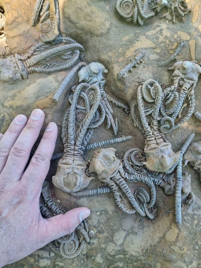 1651787821 24 22 Vezes em que a natureza deixou seu lado bizarro