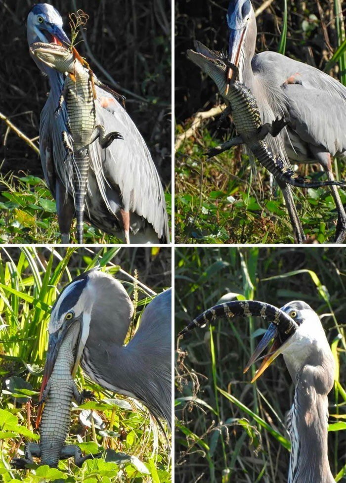1651787825 347 22 Vezes em que a natureza deixou seu lado bizarro