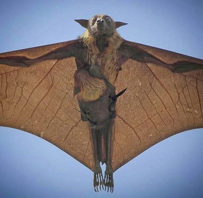 1651787829 110 22 Vezes em que a natureza deixou seu lado bizarro