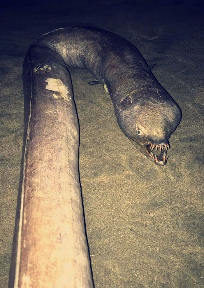 1651787830 684 22 Vezes em que a natureza deixou seu lado bizarro
