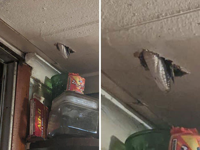 1651787830 776 22 Vezes em que a natureza deixou seu lado bizarro