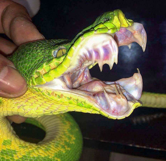 1651787831 389 22 Vezes em que a natureza deixou seu lado bizarro