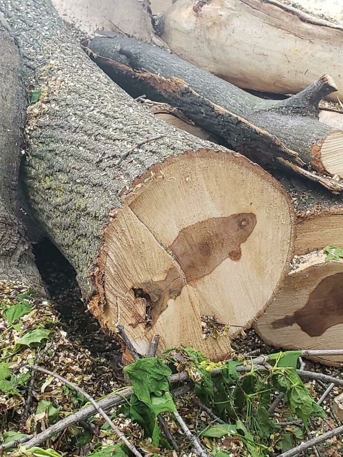 1651778687 745 22 Vezes em que as pessoas experimentaram a pareidolia e