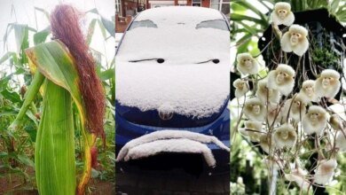22 Vezes em que as pessoas experimentaram a pareidolia e resolveram compartilhar