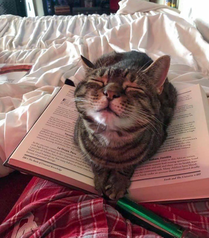 1652730378 50 22 Animais que nao tem a minima nocao de espaco
