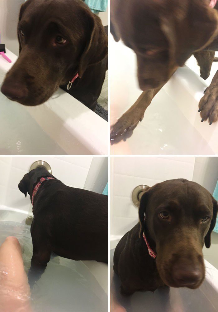 1652730380 650 22 Animais que nao tem a minima nocao de espaco