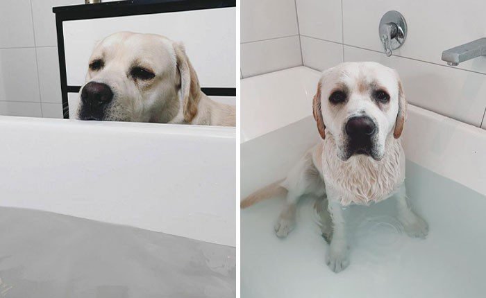 1652730381 615 22 Animais que nao tem a minima nocao de espaco