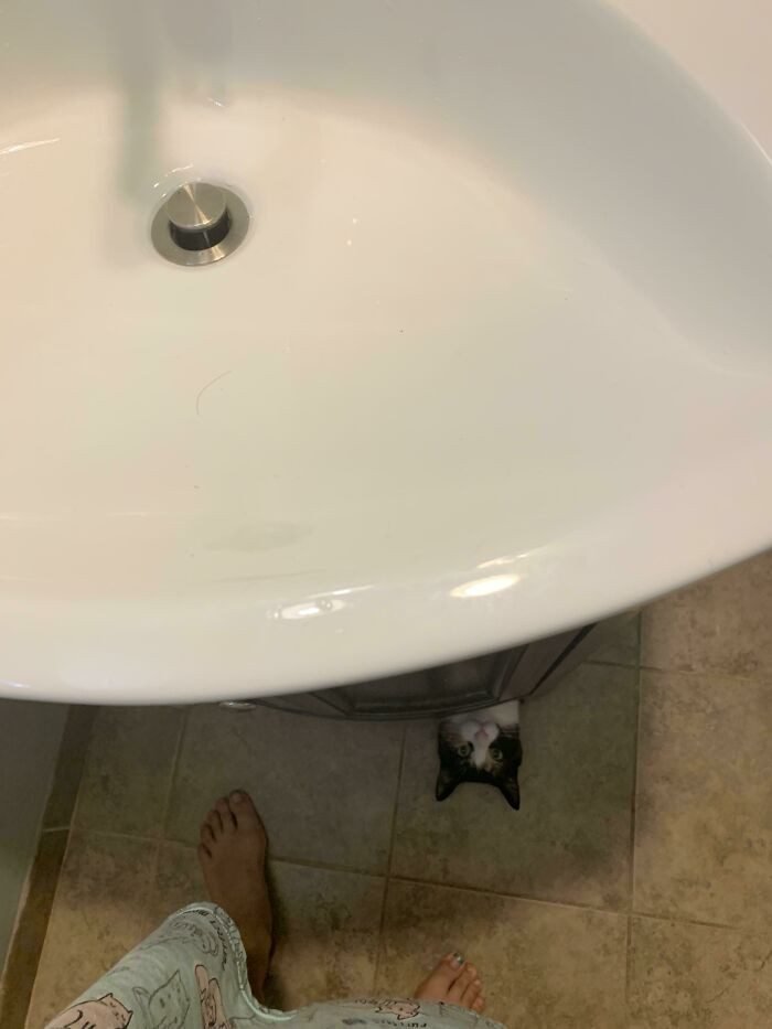 1652730383 752 22 Animais que nao tem a minima nocao de espaco