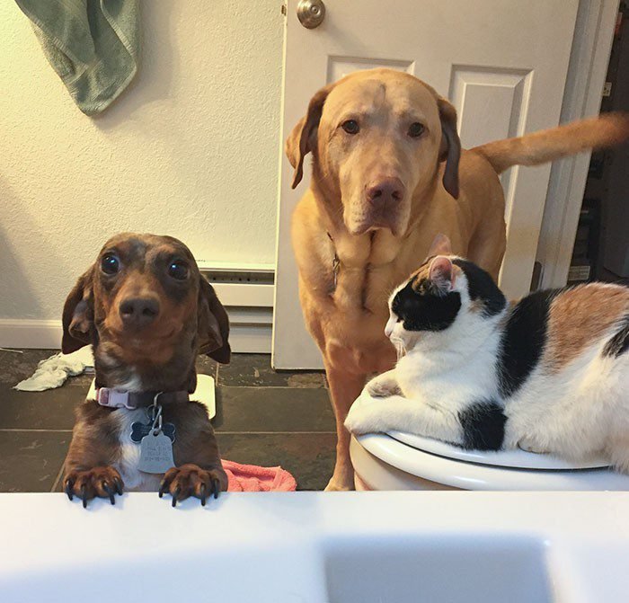 1652730384 932 22 Animais que nao tem a minima nocao de espaco