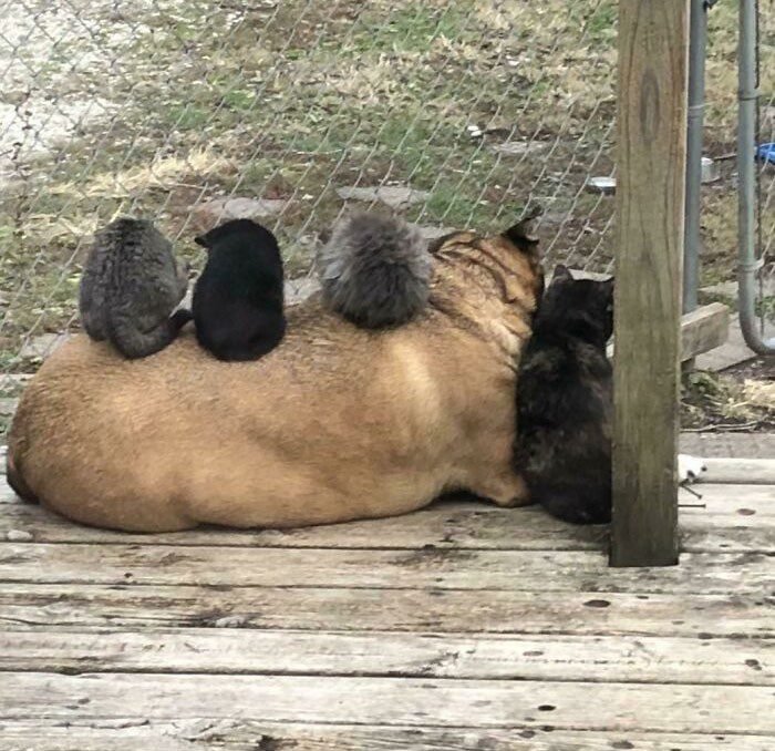 1652730385 618 22 Animais que nao tem a minima nocao de espaco