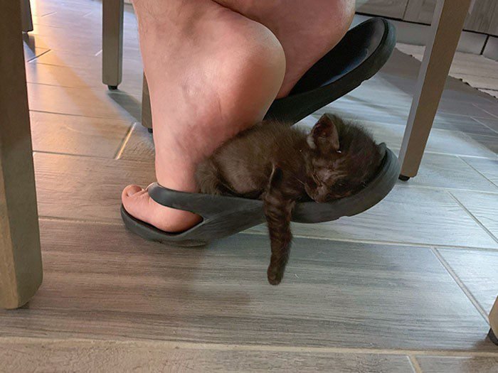 1652730386 193 22 Animais que nao tem a minima nocao de espaco
