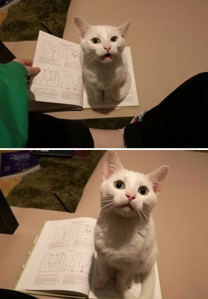 1652730389 136 22 Animais que nao tem a minima nocao de espaco