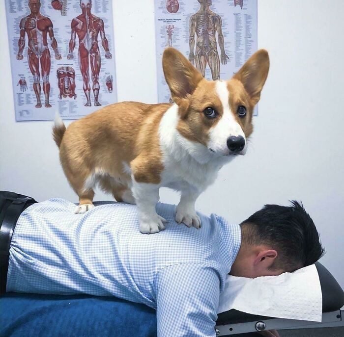 1652730391 775 22 Animais que nao tem a minima nocao de espaco