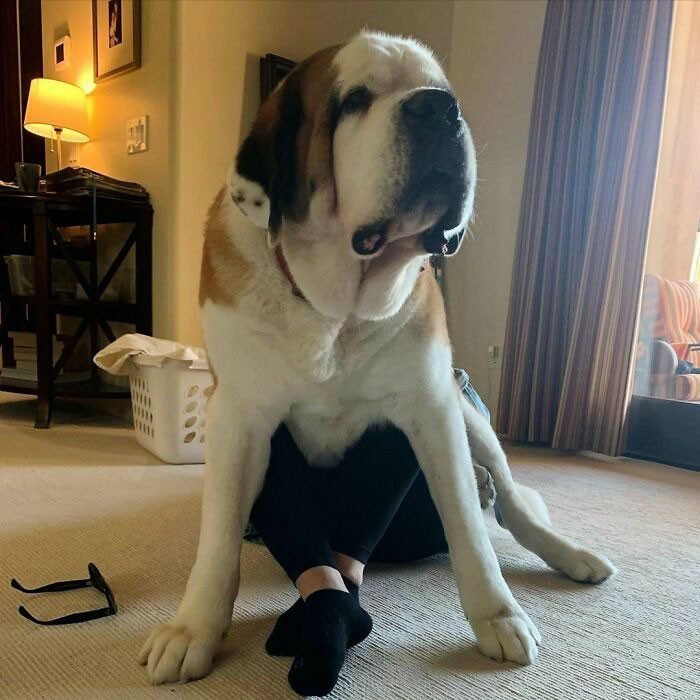 1652730397 57 22 Animais que nao tem a minima nocao de espaco