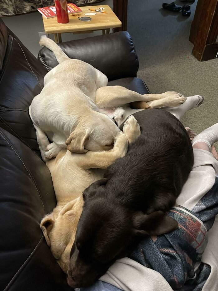 1652730398 815 22 Animais que nao tem a minima nocao de espaco