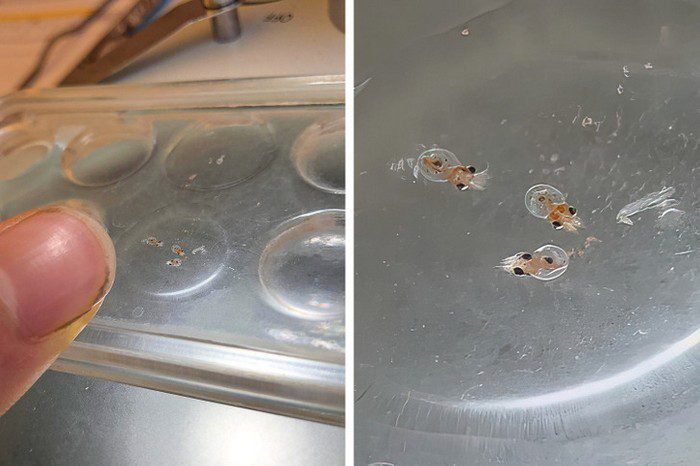 1647475892 728 15 Vezes em que as comparacoes de tamanho entre humanos