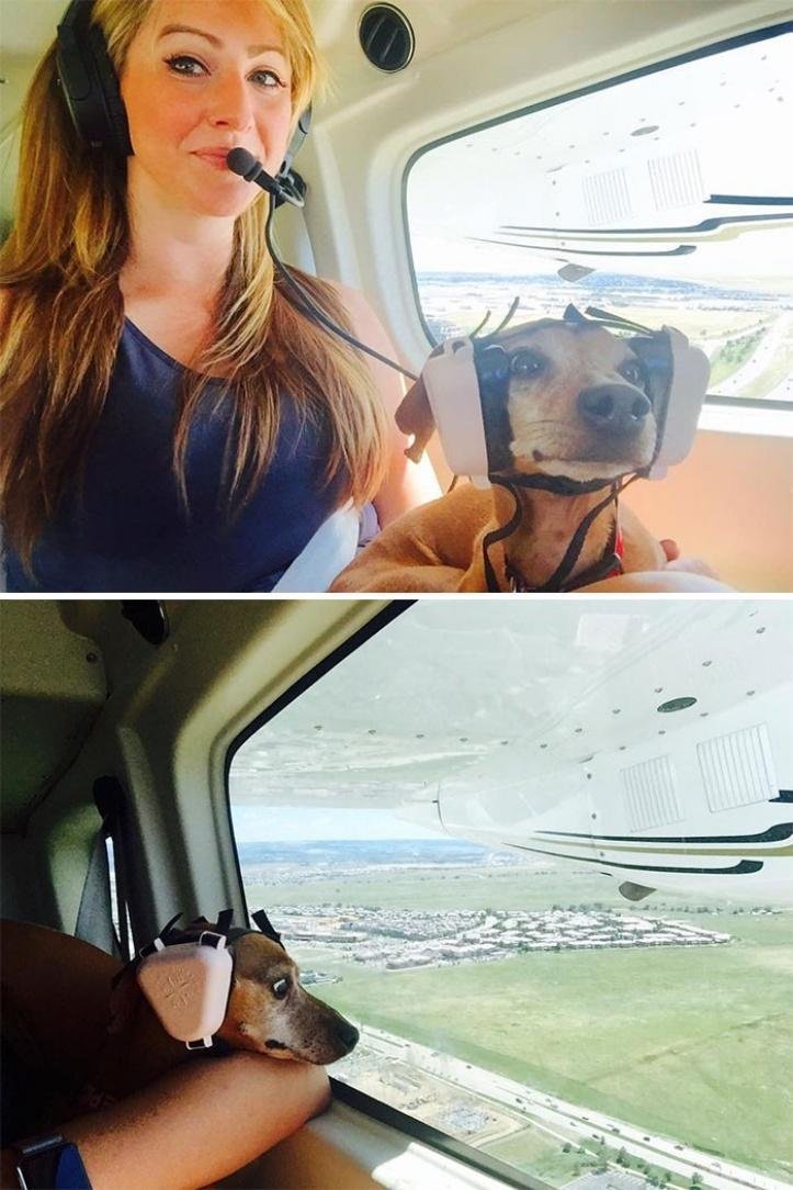 1616597267 171 26 vezes que os animais tiveram que viajar e se