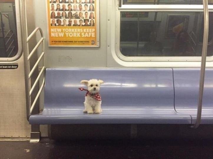 1616597269 755 26 vezes que os animais tiveram que viajar e se