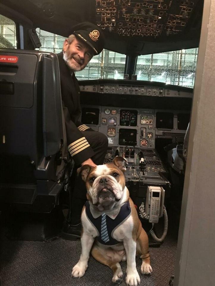 1616597270 579 26 vezes que os animais tiveram que viajar e se