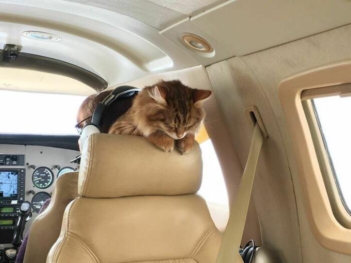 1616597271 218 26 vezes que os animais tiveram que viajar e se