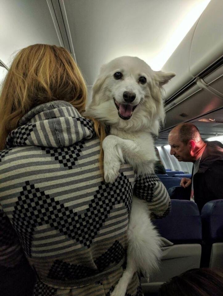 1616597273 779 26 vezes que os animais tiveram que viajar e se