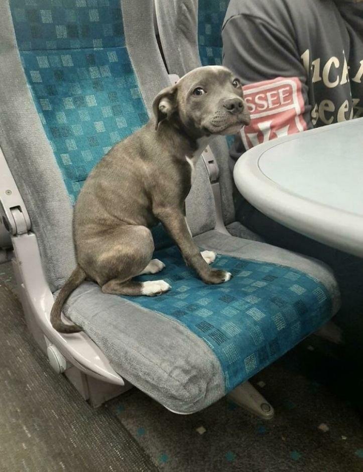 1616597275 197 26 vezes que os animais tiveram que viajar e se
