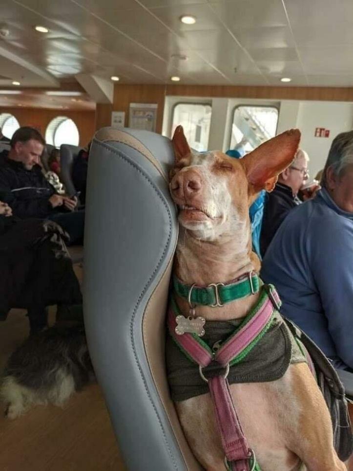1616597279 894 26 vezes que os animais tiveram que viajar e se