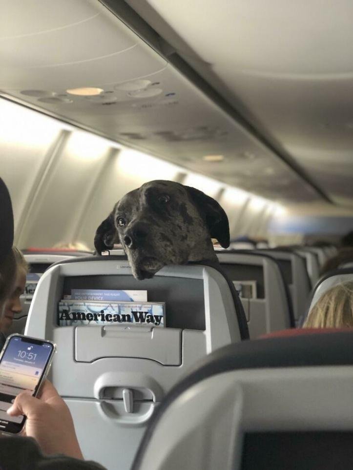 1616597280 232 26 vezes que os animais tiveram que viajar e se