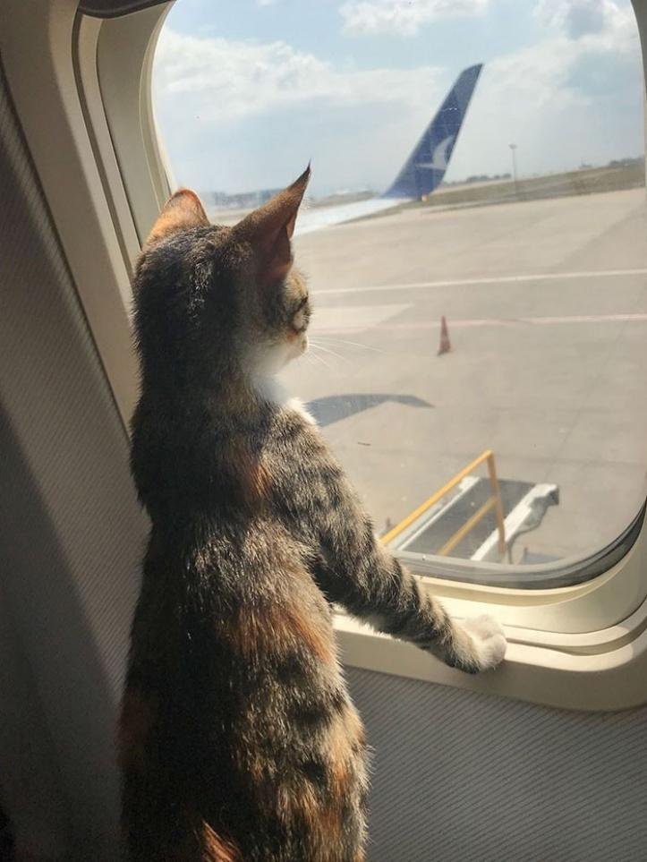 1616597281 687 26 vezes que os animais tiveram que viajar e se