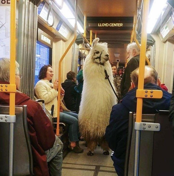 1616597282 881 26 vezes que os animais tiveram que viajar e se