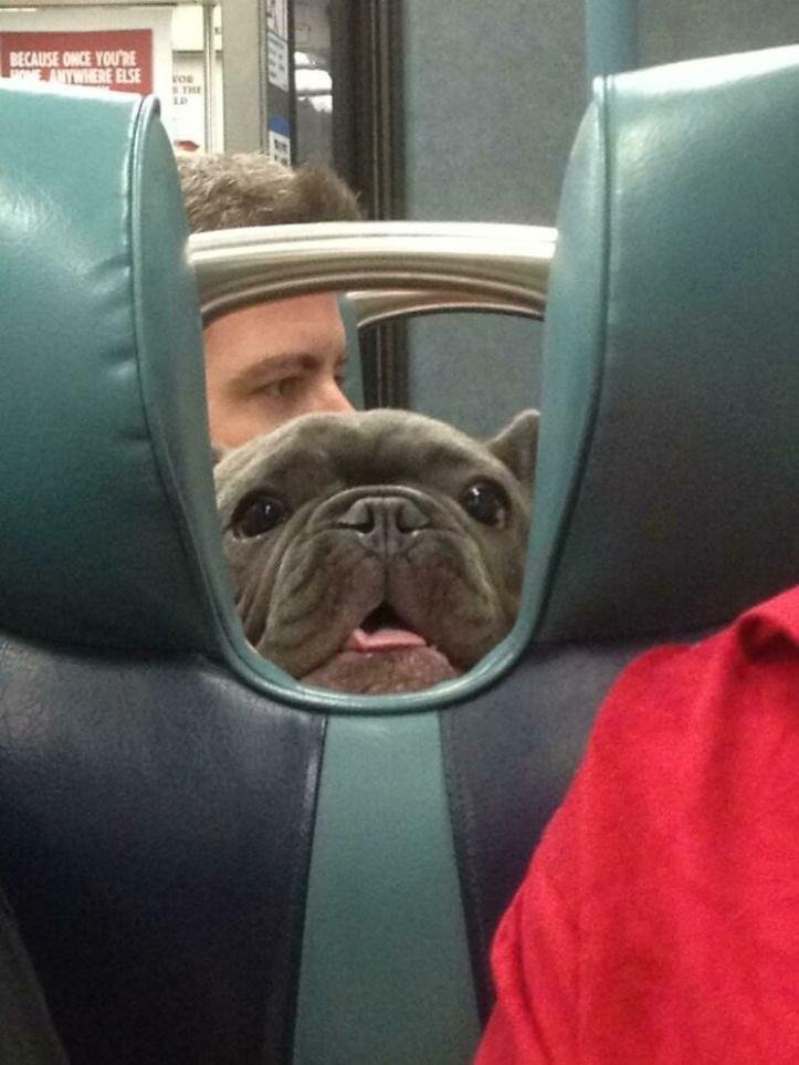 1616597284 236 26 vezes que os animais tiveram que viajar e se